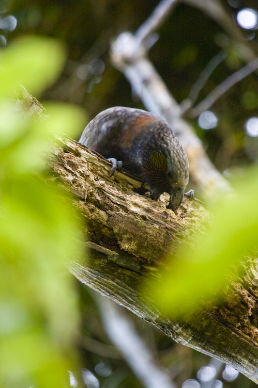 Kaka Gnawing On Branch